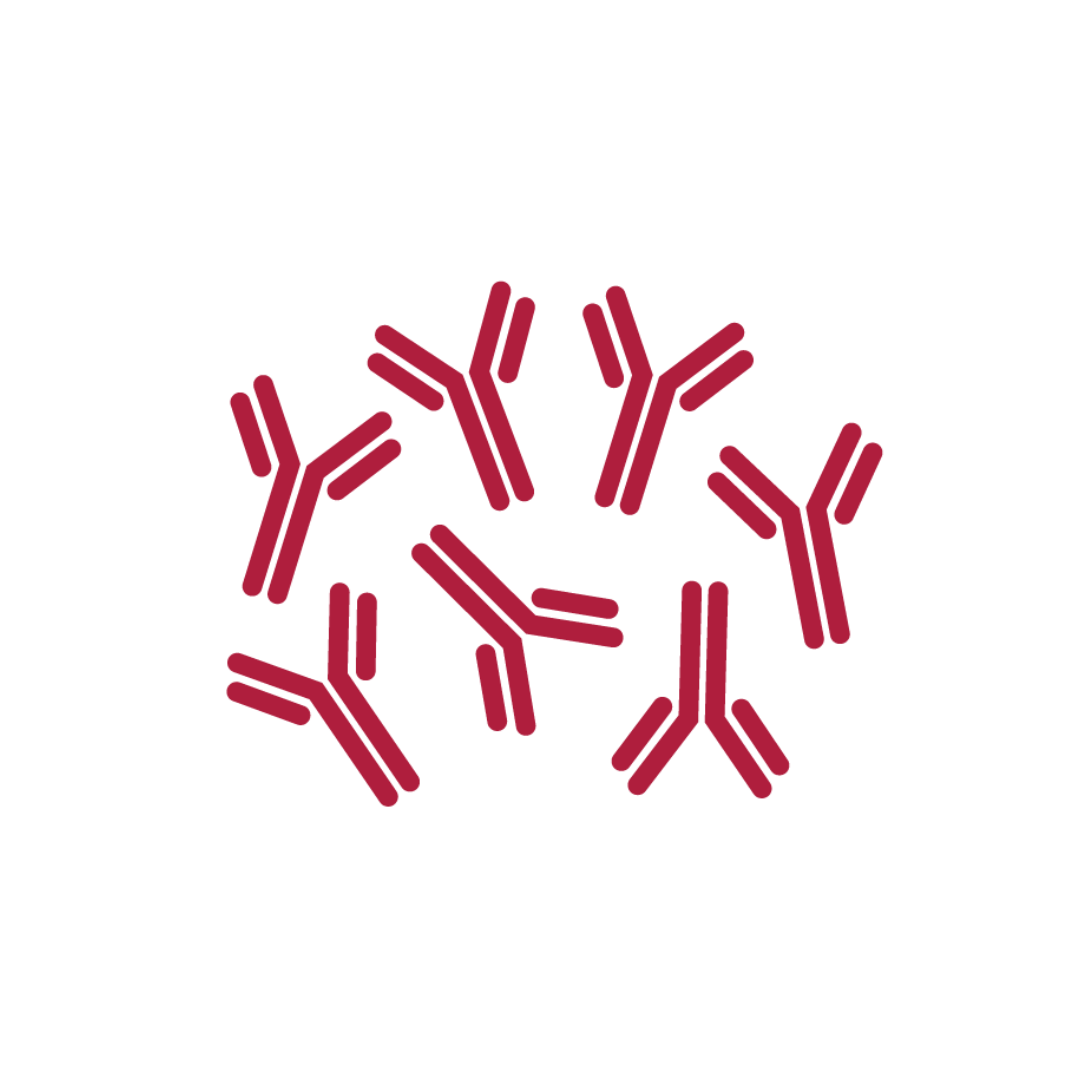 Monoclonal Antibody Scale-up