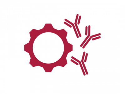 Custom Polyclonal Antibody Project