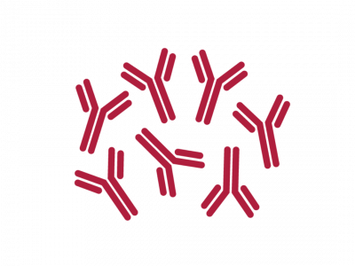 Monoclonal Antibody Scale-up